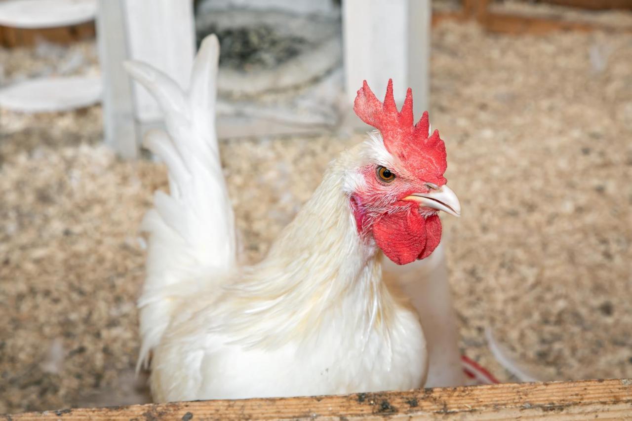 Eendrachtweg 4 De Cocksdorp  Kültér fotó